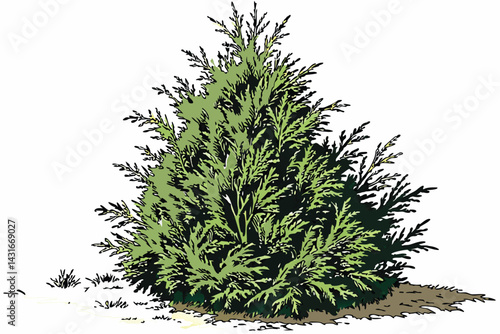 11 Conical evergreen shrub, vibrant green foliage, dense arborvitae, landscaping plant, ornamental topiary, garden cypress, textured leaves, symmetrical shape, compact tree, natural outdoor setting, w