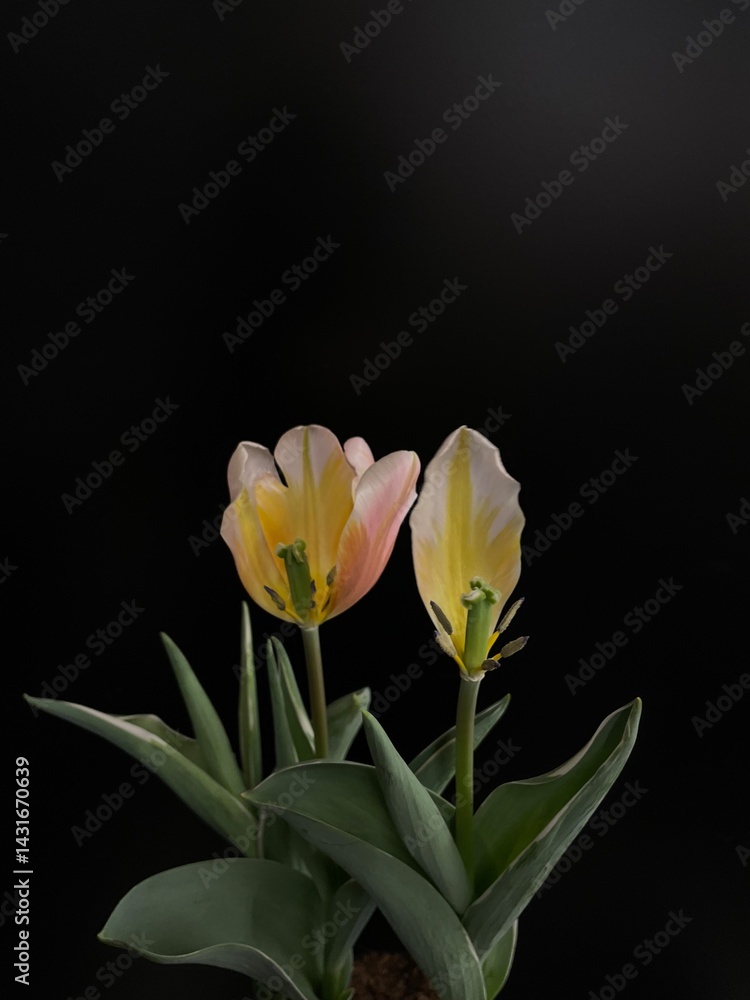 Obraz premium bloomed out tulips on black background