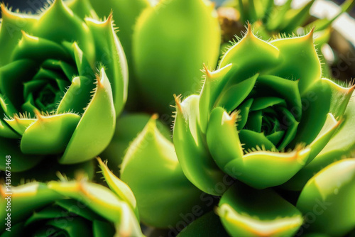 Obraz na płótnie Closeup of Vibrant Green Succulent w salonie
