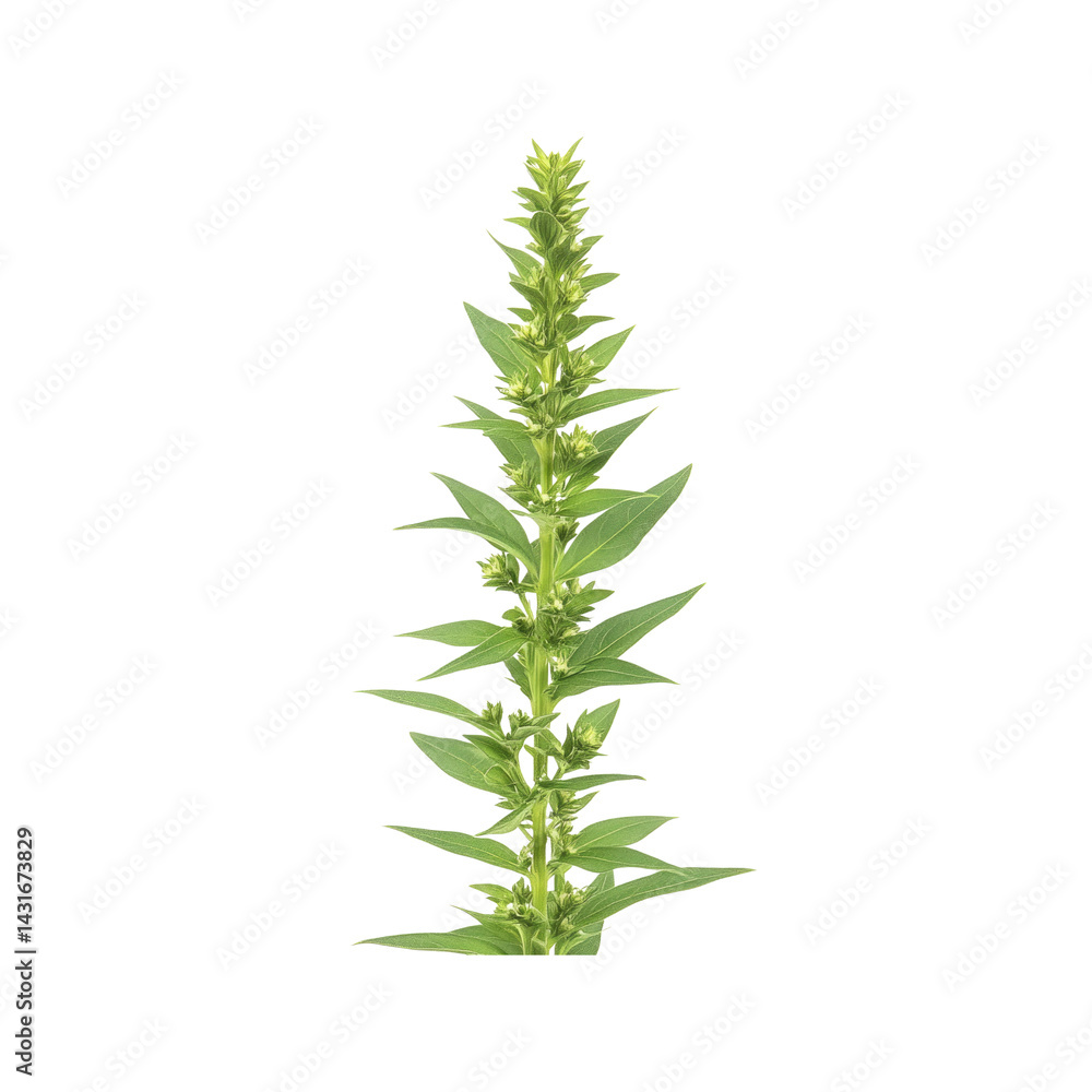 Obraz premium Single Tall Green Plant with Small Buds - Isolated on Black