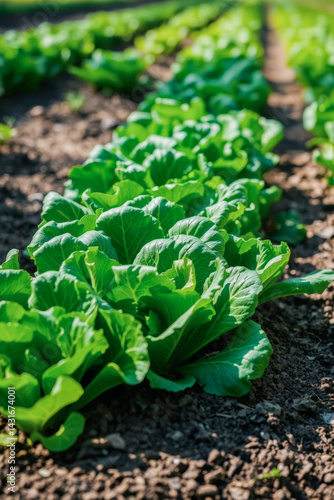 Obraz na płótnie Fresh Lettuce Plants in Rows in Garden w salonie