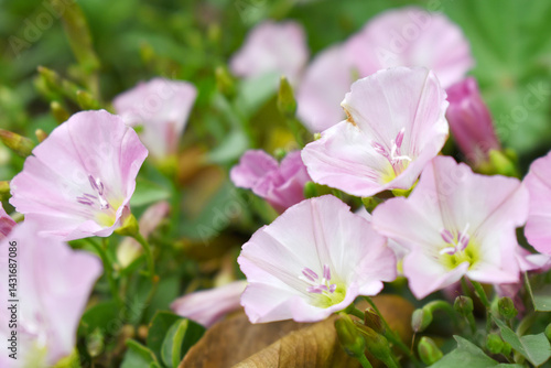 Field bindweed or Convolvulus arvensis or European bindweed or Creeping Jenny with open flowers surrounded with dense green leaves, closeup of Field bindweed flower