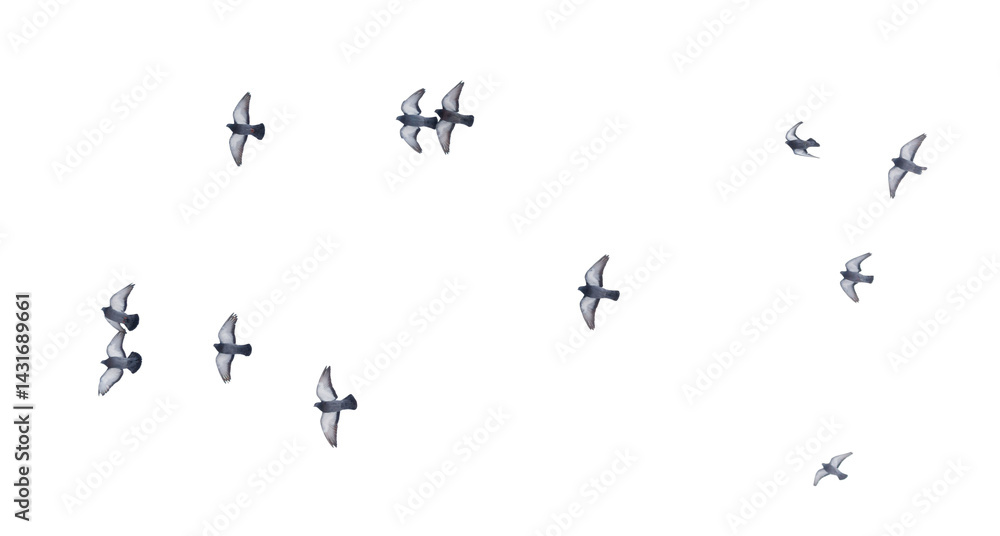 A flock of birds flying in the sky A flock of birds flying in the sky