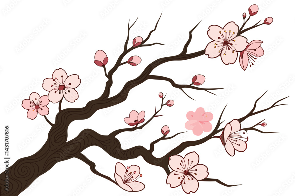 Fototapeta premium 24 Cherry blossom branch, blooming pink flowers, gnarled wood texture, intricate tree bark details, delicate petals, spring blossoms, botanical illustration, white background, nature art, Japanese-ins