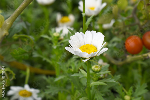 white Common daisy beautiful flowers with blur green background in garden, White beautiful daisies on a field in green grass, Oxeye daisy, Leucanthemum vulgare, Daisies, Dox-eye, Dog daisy in nature
