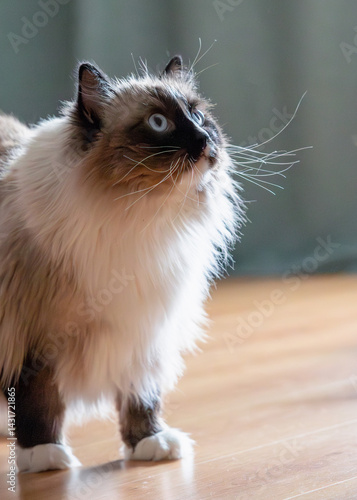 Cute ragdoll cat with beautiful blue eyes lying on the floor at home. Closeup portrait of breed feline pet indoors. Beautiful purebred domestic animal