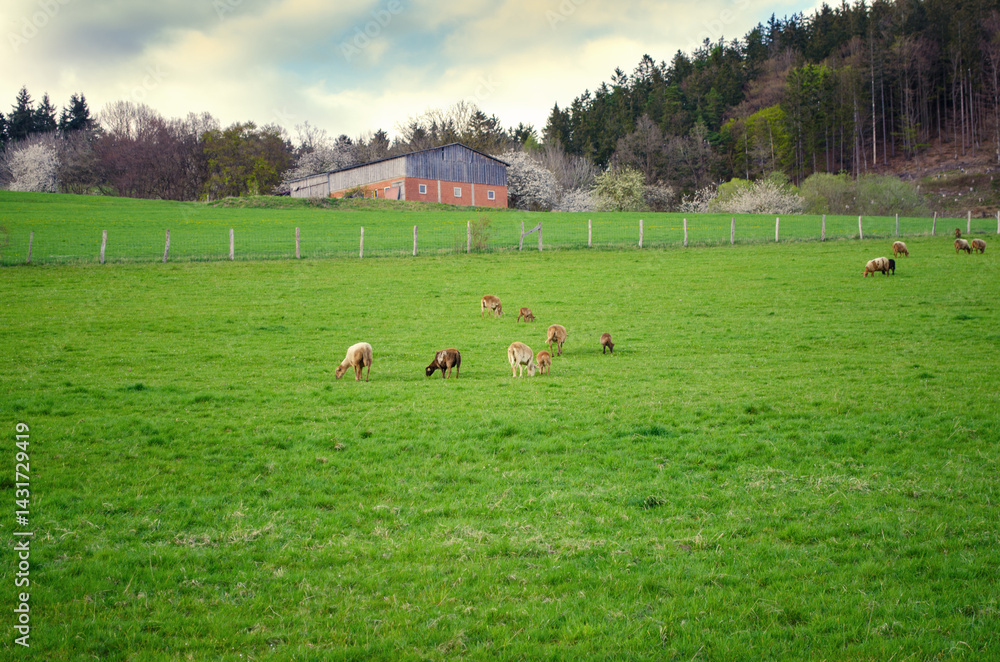 Sheep Grazing in Scenic Countryside Field Landscape
