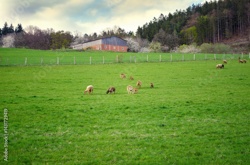 Obraz na płótnie Sheep Grazing in Scenic Countryside Field Landscape w salonie