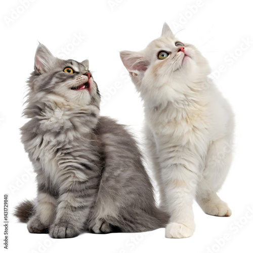 Wallpaper Mural Two Adorable Siberian Kittens: Exploring the Playful Nature of this Breed

 Torontodigital.ca