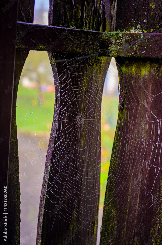 Spider Web with Dew in Morning Light