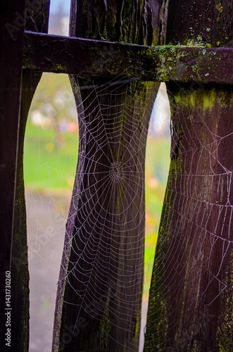 Obraz na płótnie Spider Web with Dew in Morning Light w salonie