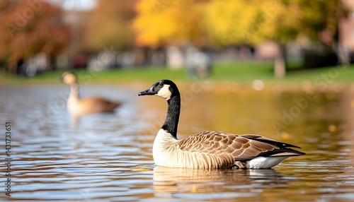 Obraz na płótnie A lone goose swims in a pond with golden trees in the background w salonie