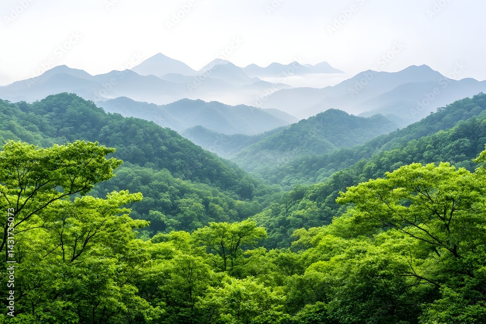Lush green forest with misty mountains in the distance