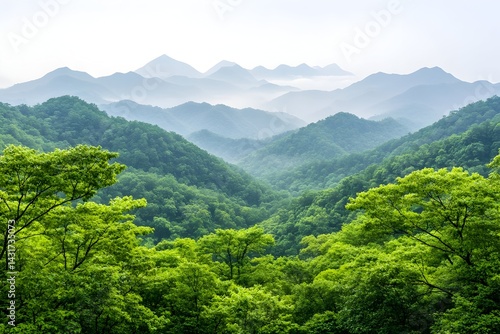 Obraz na płótnie Lush green forest with misty mountains in the distance w salonie