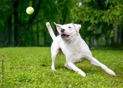 A playful mixed breed dog playing outdoors with a ball