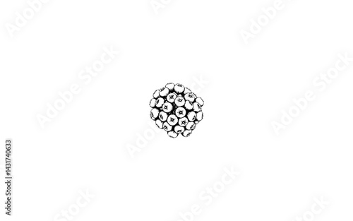 Baccharis Fruit – AI-Stylized Botanical Pod with Hairy Surface and Star-Like Opening