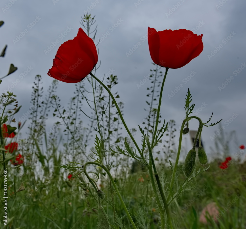 Obraz premium Bishkek, Kyrgyzstan. Blooming red poppies on the side of a busy motorway in the suburbs of the capital.