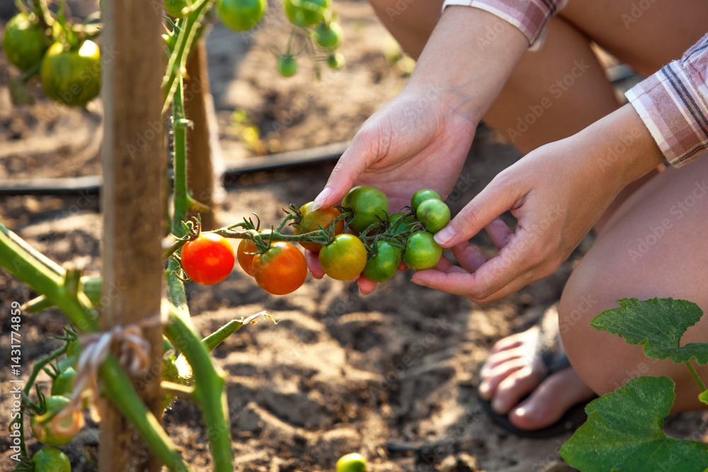 Fresh cherry tomatoes in farmers hand, organic food from the garden, natural harvest in a green field with vibrant vegetables
