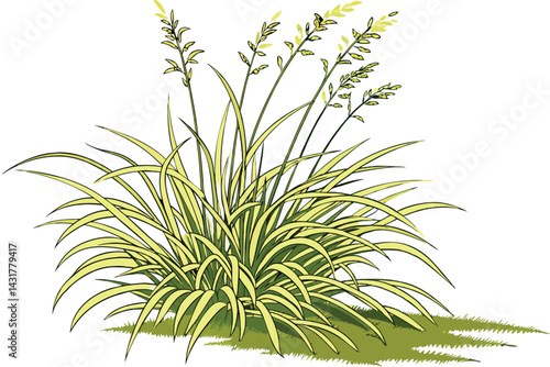 44 Ornamental grass, vibrant lime green foliage, cascading leaves, mounding shape, Japanese forest grass, Hakonechloa macra 'Aureola', garden feature, textural plant, architectural form, botanical spe
