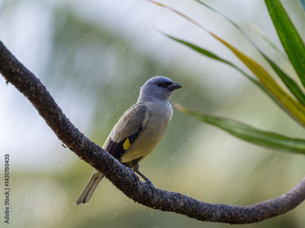 Fototapeta premium Gelbflügeltangare, Birds of Costa Rica