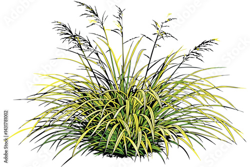 44 Ornamental grass, vibrant lime green foliage, cascading leaves, mounding shape, Japanese forest grass, Hakonechloa macra 'Aureola', garden feature, textural plant, architectural form, botanical spe