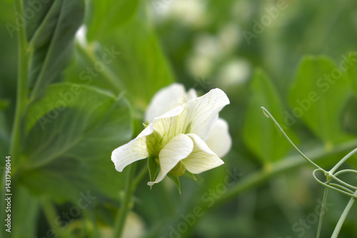 Flowering pea plant. White flowers closeup. Flower of pea plant close up. Natural green pea plants as spring background, peas plant flower closeup, peas blossom closeup white flower on vegetable plant