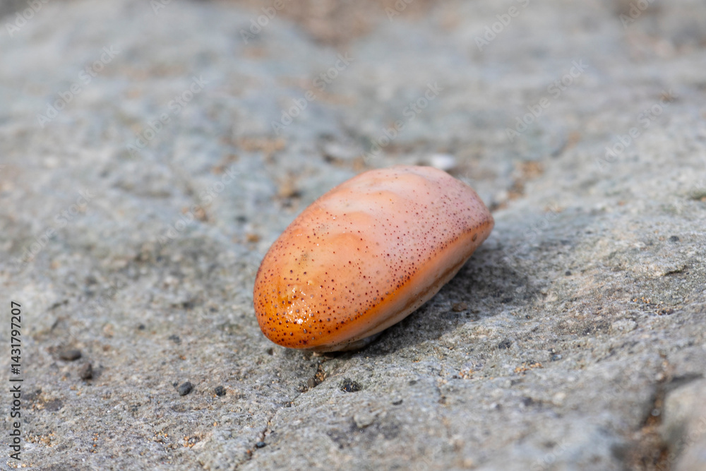 Chitons are marine molluscs of varying size in the class Polyplacophora