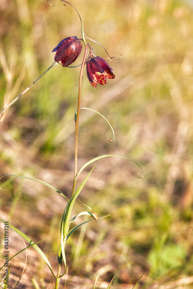 Blooming Fritillaria Russian close -up