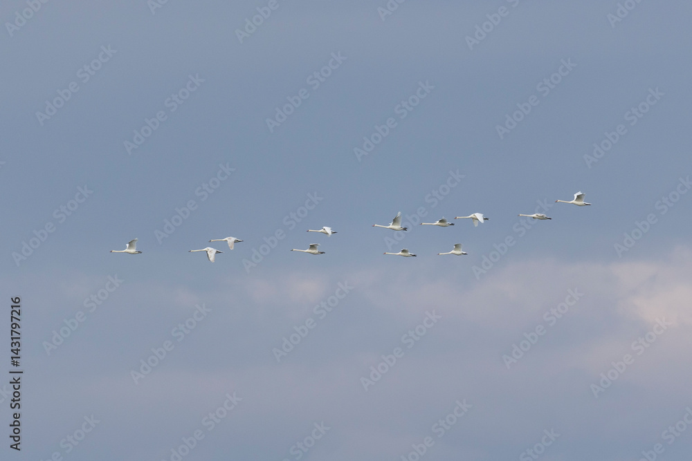 A flock of swans flies over the river
