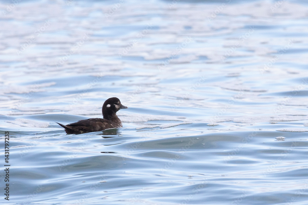 A female Harlequin duck swims in the sea