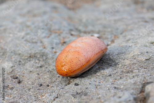 Obraz na płótnie Chitons are marine molluscs of varying size in the class Polyplacophora w salonie