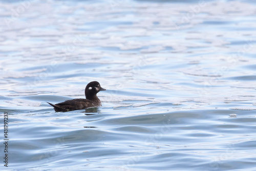 Obraz na płótnie A female Harlequin duck swims in the sea w salonie