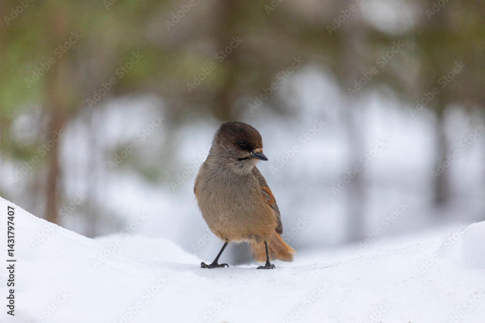 Siberian jay sitting on snow, close-up