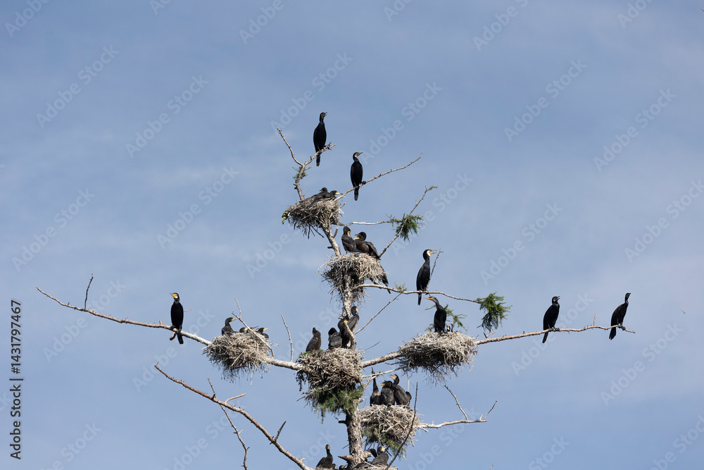 Many great cormorant nests in the trees