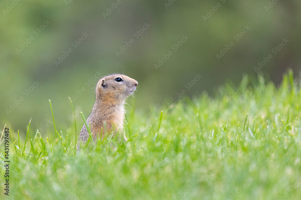 Speckled ground squirrel animal standing in the grass