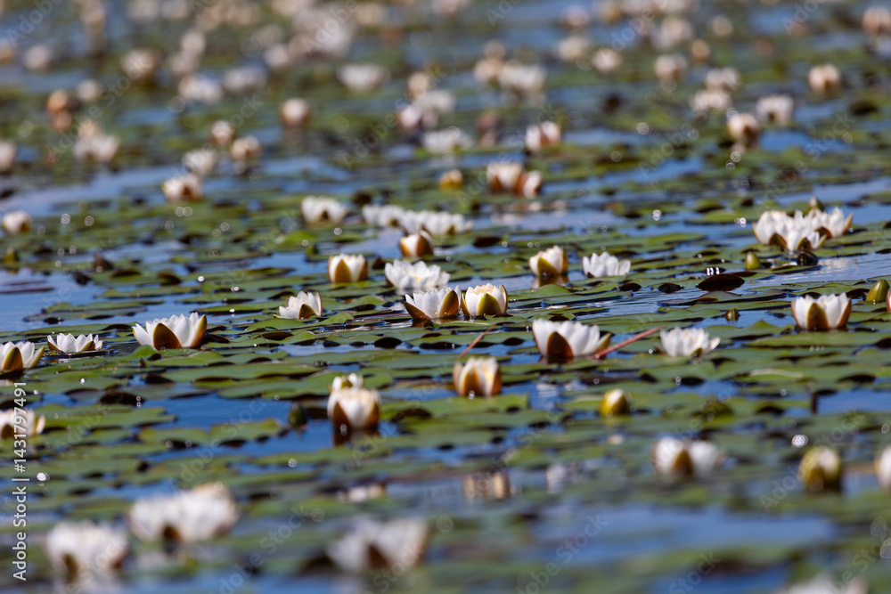 Beautiful white water lily close up