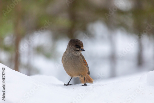 Obraz na płótnie Siberian jay sitting on snow, close-up w salonie