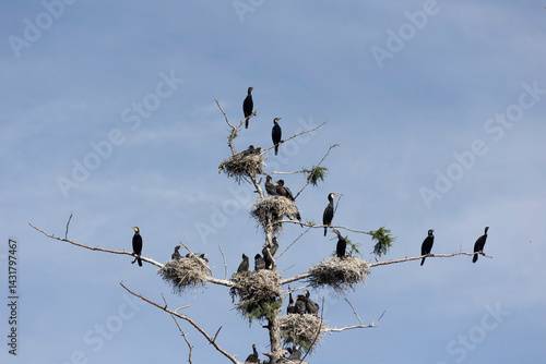 Obraz na płótnie Many great cormorant nests in the trees w salonie
