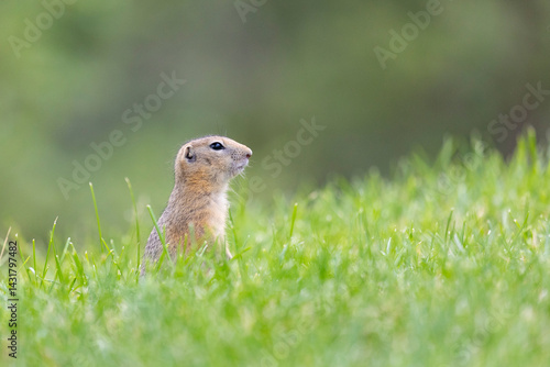 Obraz na płótnie Speckled ground squirrel animal standing in the grass w salonie