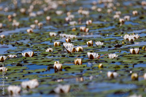 Obraz na płótnie Beautiful white water lily close up w salonie