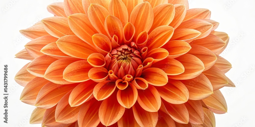 Close-up Composition of an Orange Dahlia Flower, Macro Photography, Botanical, Floral Dahlia, Flower Photography Close-up Composition of an Orange Dahlia Flower, Macro Photography, Botanical, Floral Dahlia, Flower Photography