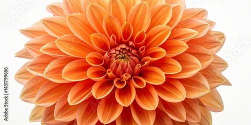 Close-up Composition of an Orange Dahlia Flower, Macro Photography, Botanical, Floral Dahlia, Flower Photography