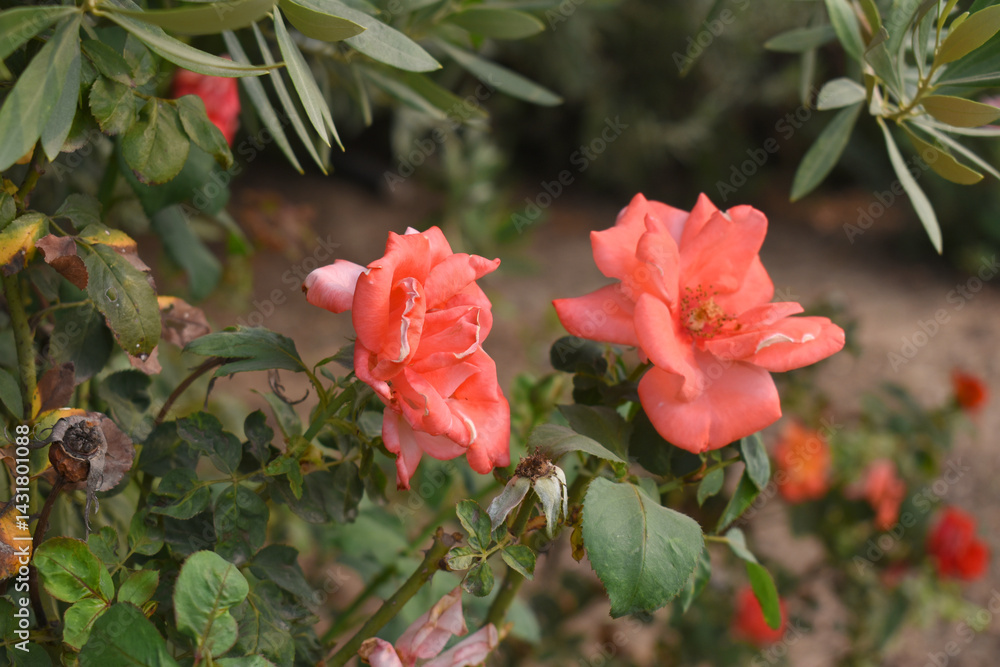 Obraz premium Beautiful pink rose flower closeup in garden, A very beautiful pink yellow rose flower bloomed on the rose tree, Rose flower closeup, bloom flowers, Natural spring flower floral background