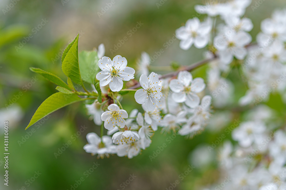 Obraz premium Cherry branch with white flowers. Green leaves nearby.