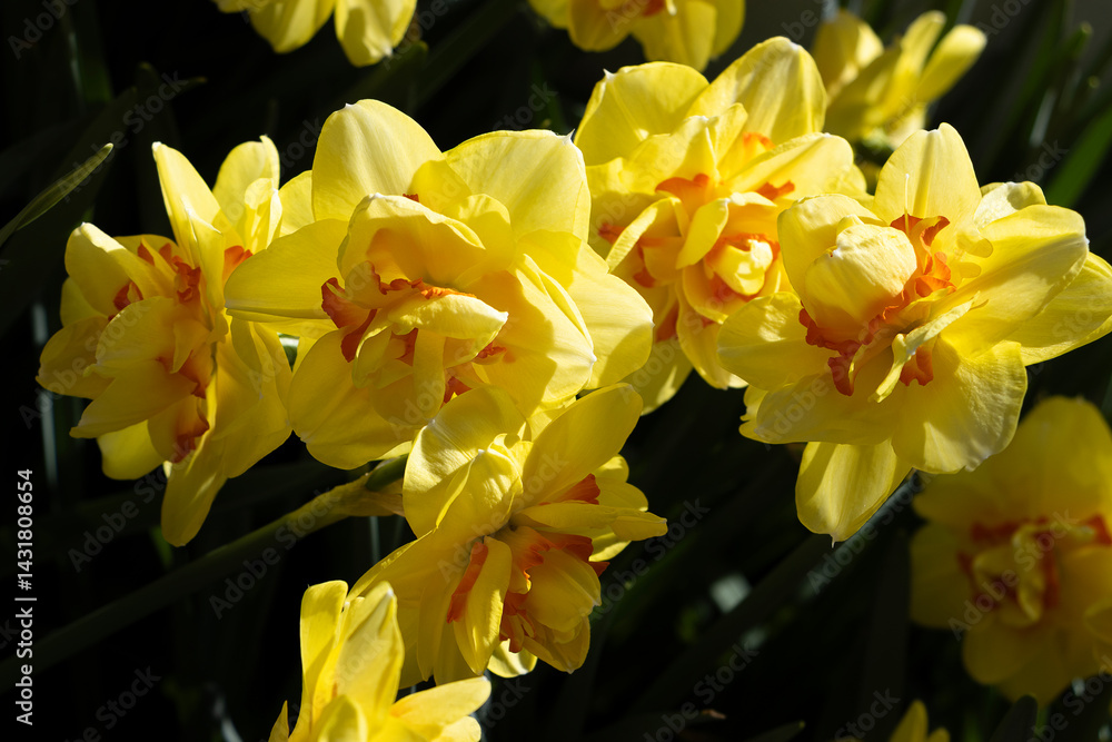 Obraz premium yellow daffodils in spring garden with black background