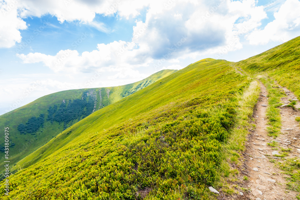path up the steep hill. scenic destination for tourism. travel background with carpathian mountain landscape in summer. grassy alpine scenery of ukraine on a sunny day with clouds on the blue sky