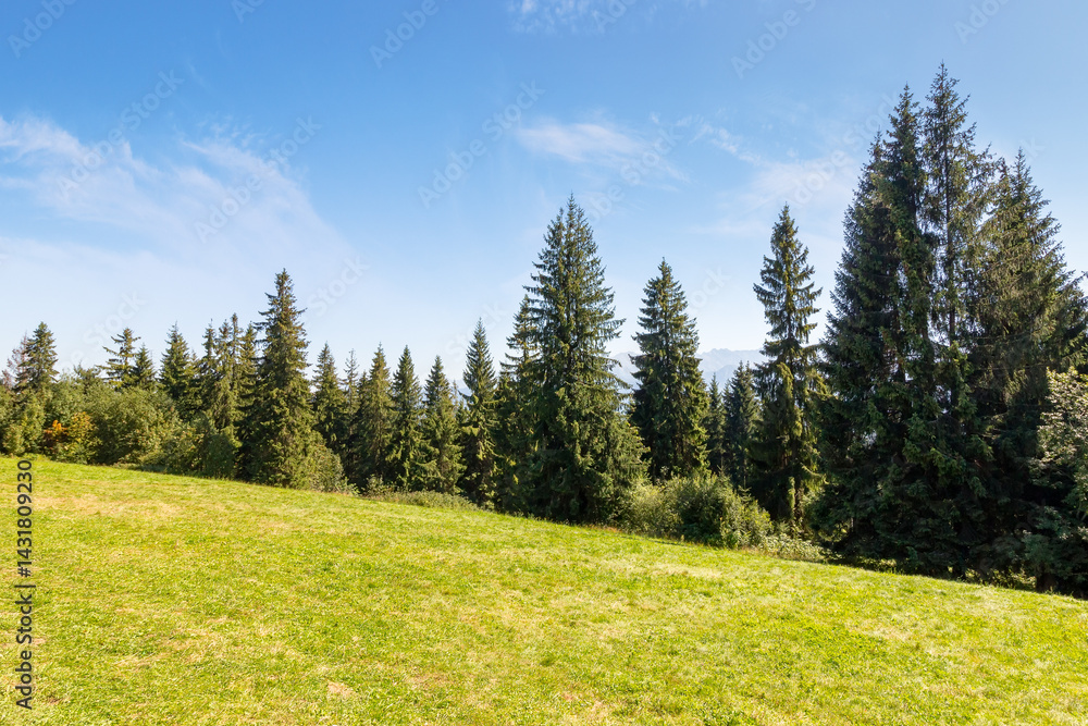 landscape with forest behind the meadow. sunny day. nature background with blue sky and tatra mountains of poland. zakopane alpine woodland
