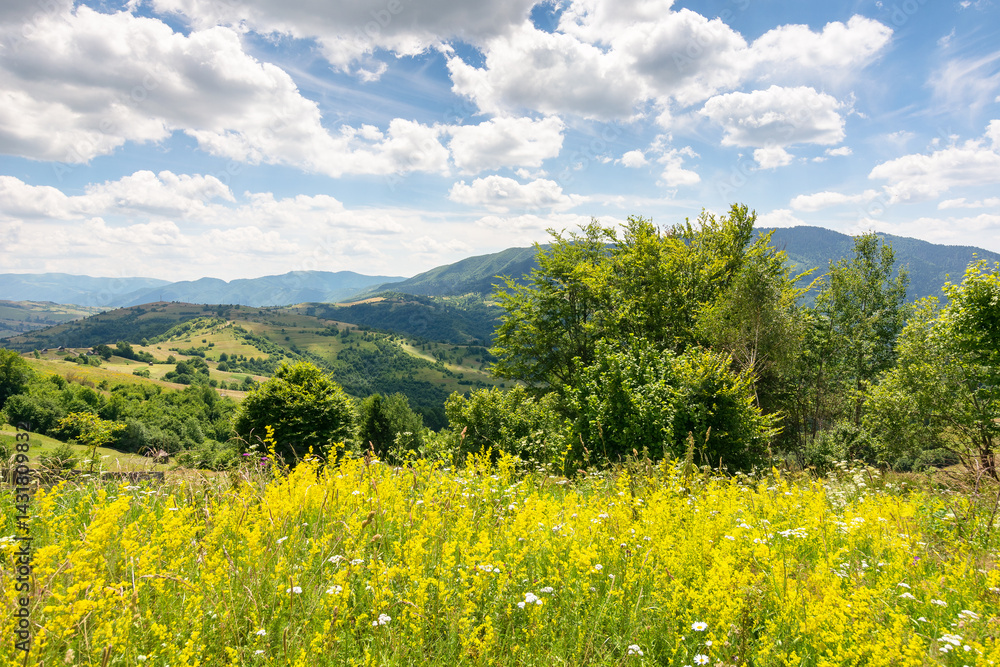 countryside scenery with meadow. sunny day. carpathian mountain landscape in summer. herbs and flowers among the grass