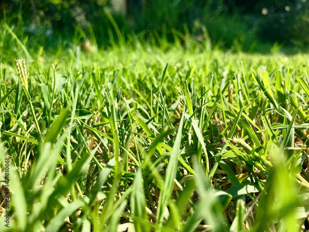 field of grass background field of grass background