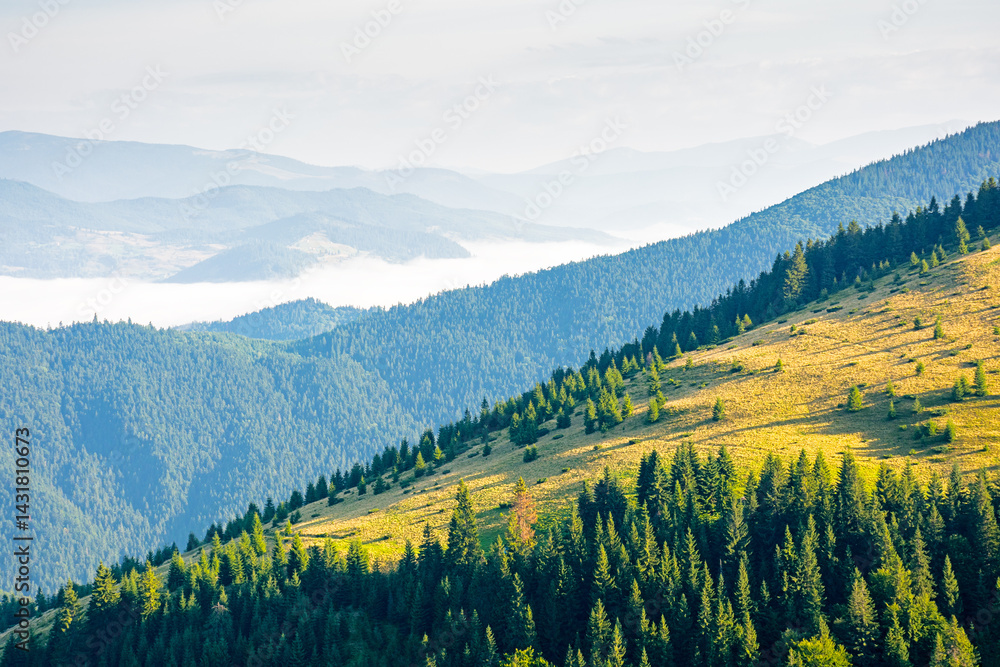 mountain landscape of ukrainian alps in summer. morning scenery with fog in the distant valley. forest on the steep slope of chornohora ridge
